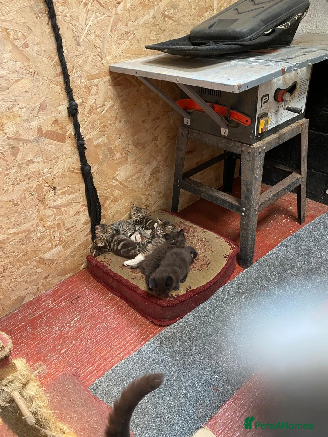 Mixed Breed cats for sale: Fluffy Kittens for sale  - Advert 2