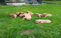 Labrador Retriever dogs for sale: Fox red labrador puppies  - Image 8