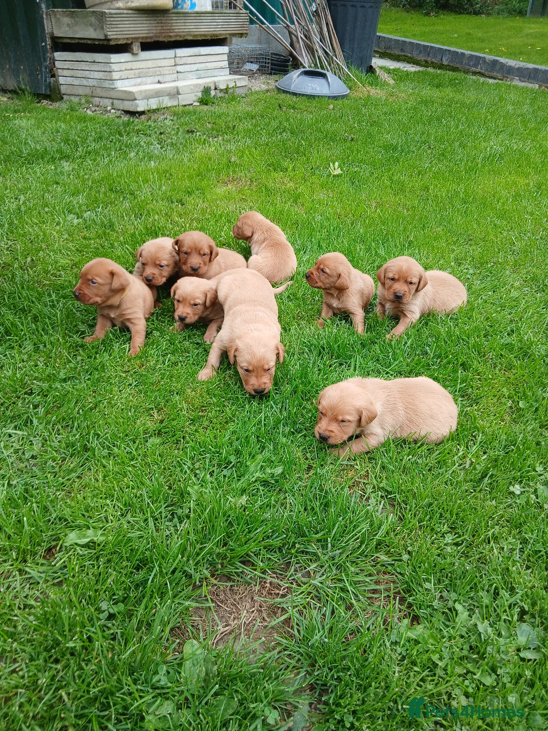 Labrador Retriever dogs for sale: Fox red labrador puppies  - Image 8