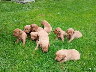 Labrador Retriever dogs - Advert 6