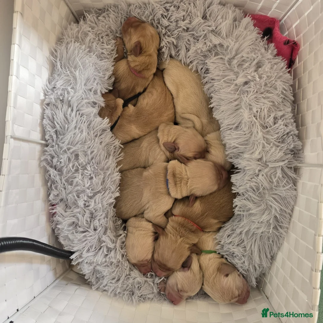 Goldador dogs for sale: Golden Retriever / Golador Puppies - Advert 11