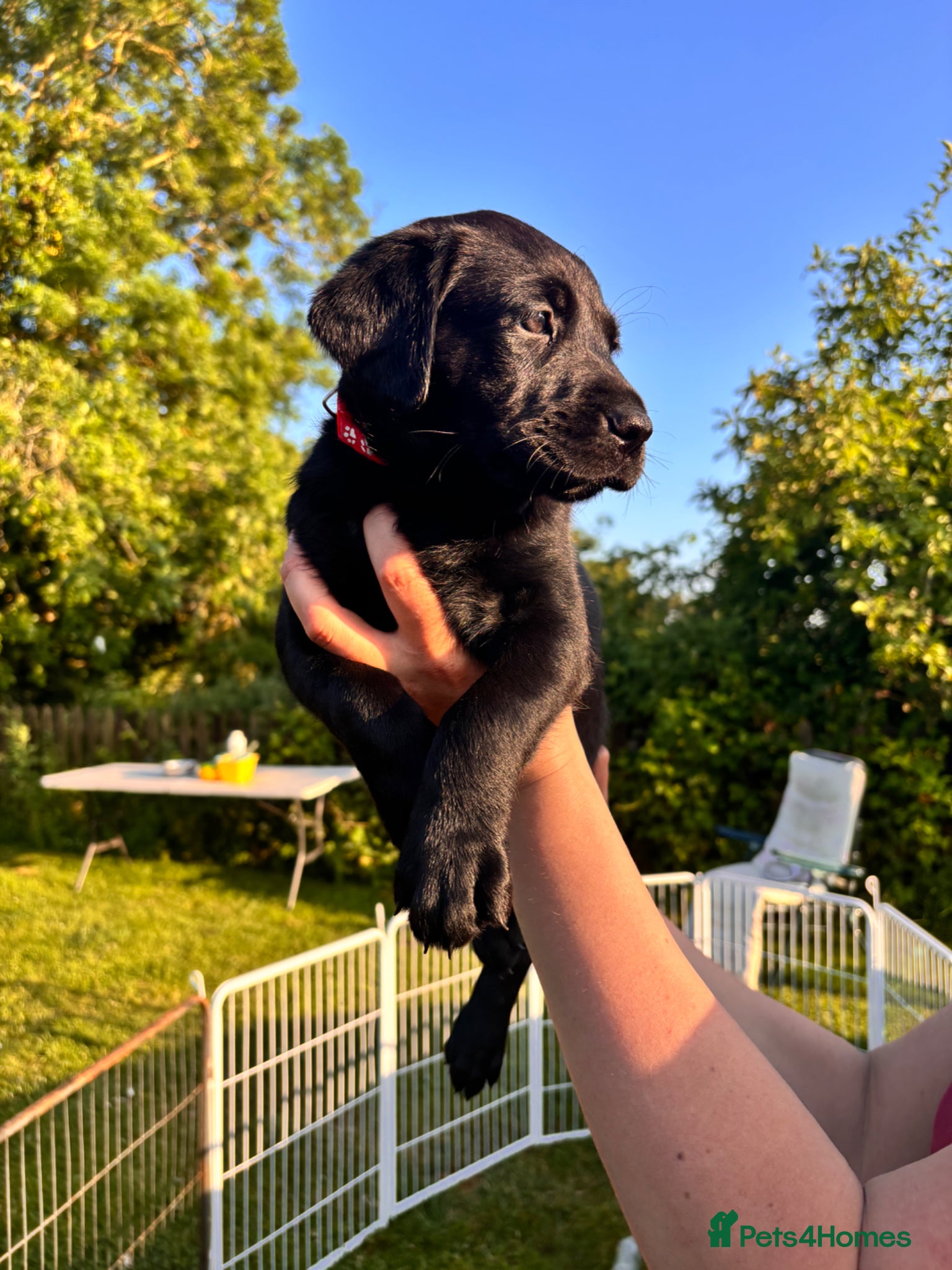 Labrador Retriever dogs for sale: 8 beautiful Black Labrador puppies for sale  - Advert 15