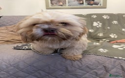 Shih Tzu dogs for sale: imperial karishishi shih tzu boys  - Image 10