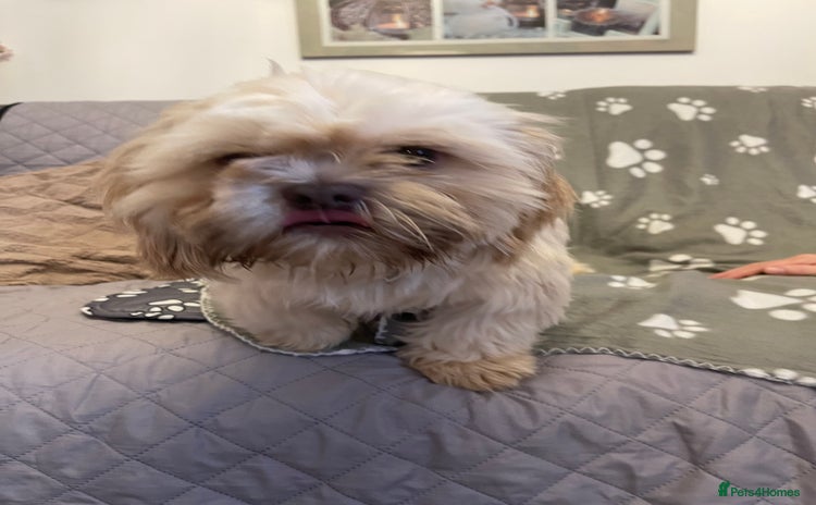 Shih Tzu dogs - Advert 7