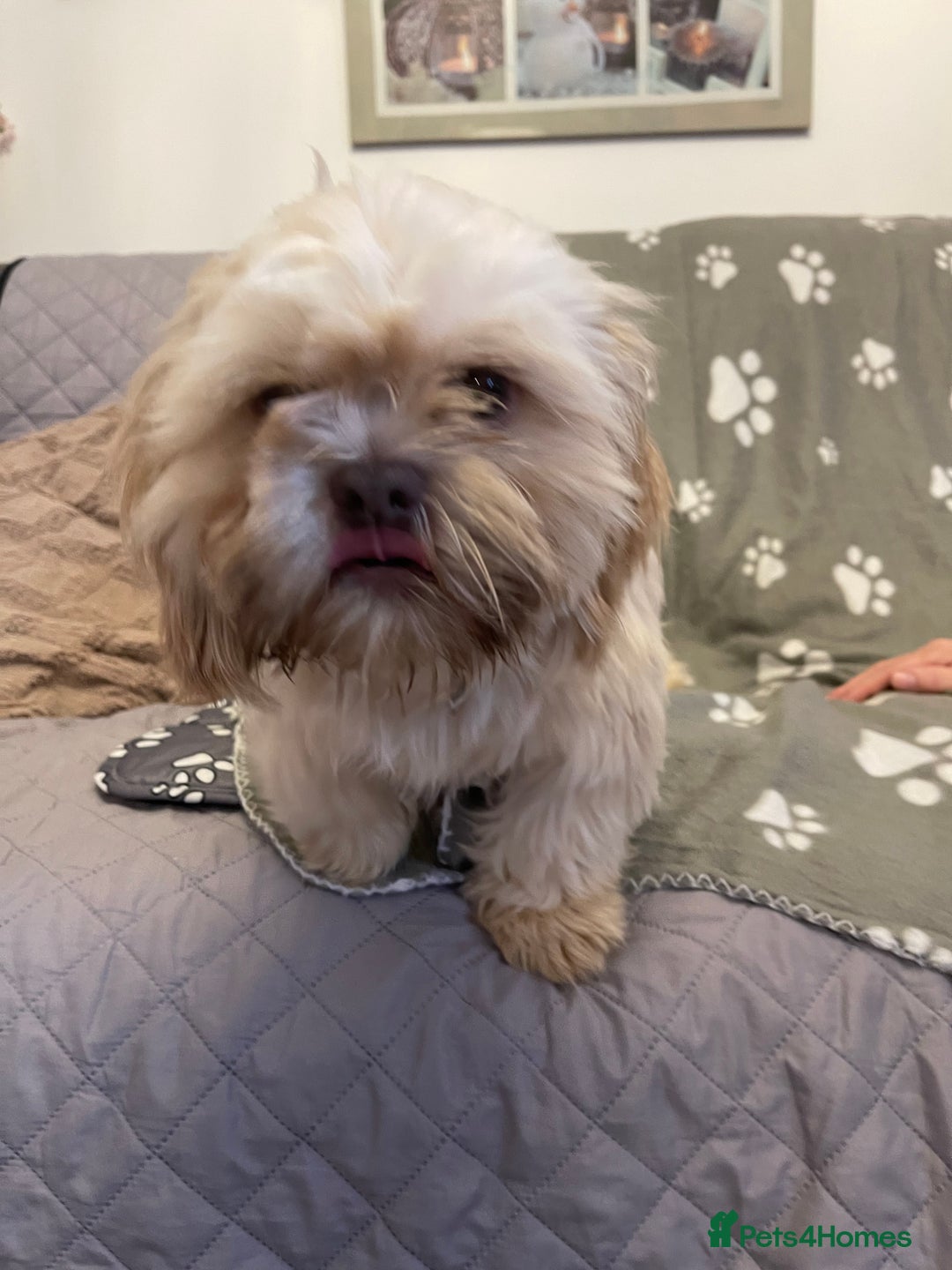 Shih Tzu dogs for sale: imperial karishishi shih tzu boys  - Image 10