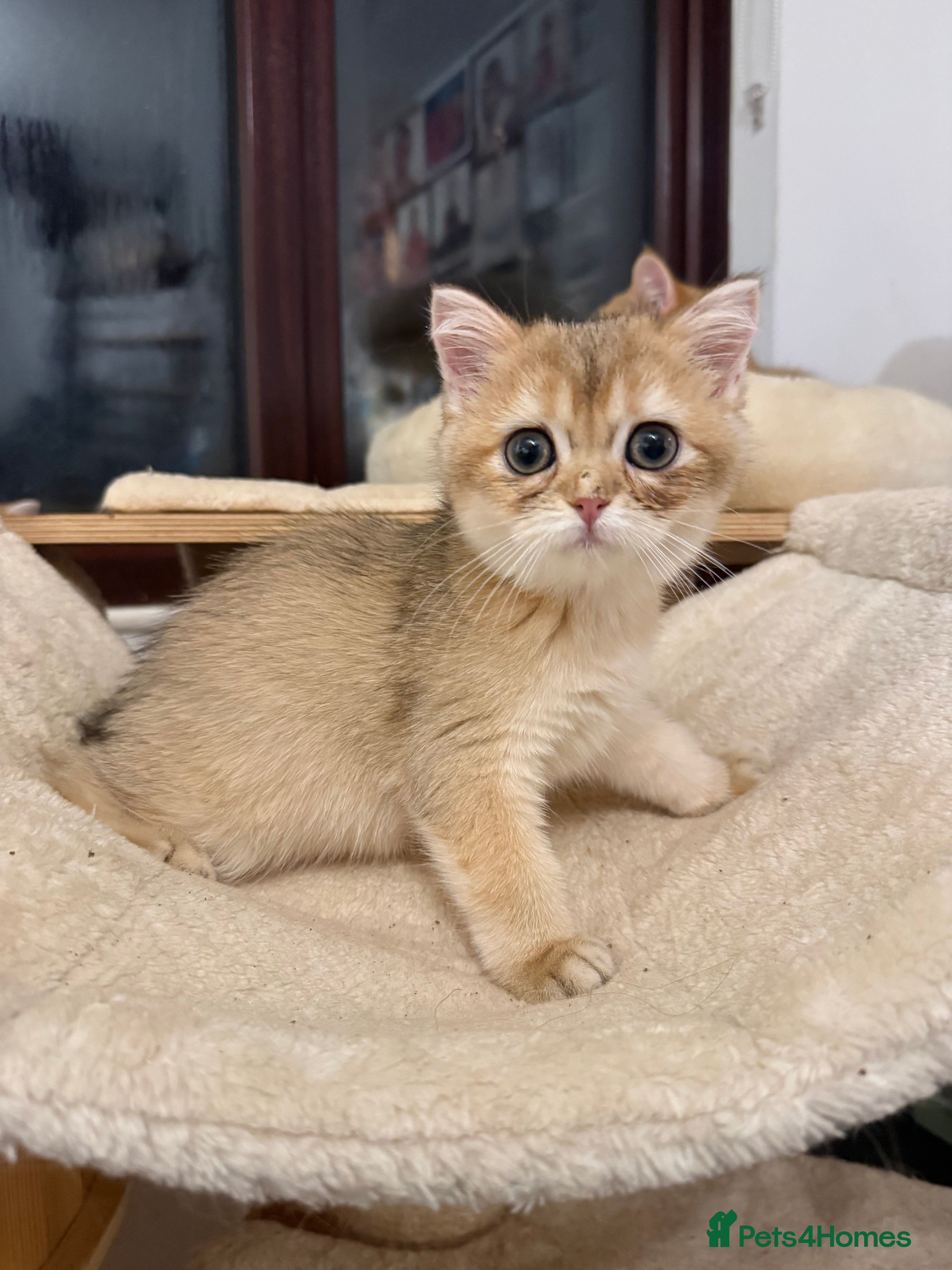 British Shorthair cats GCCF reg BSH Last Black Golden Female Kitten - Advert 5