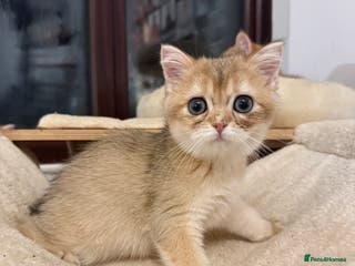 British Shorthair cats GCCF reg BSH Last Black Golden Female Kitten - Advert 5