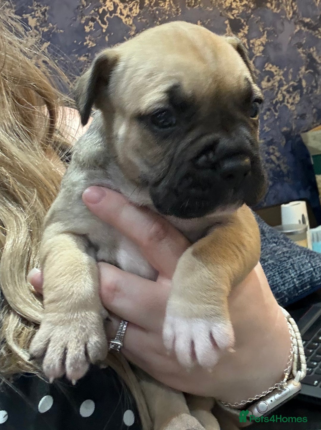 Mixed Breed dogs for sale: American french bully  - Advert 9