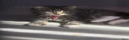 Ragcoon cats for sale: RAGCOONS ragdoll mainecoons  - Advert 27