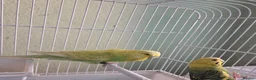 Budgerigars birds for sale: Exhibition budgie show budgie  in Birmingham - Advert 9