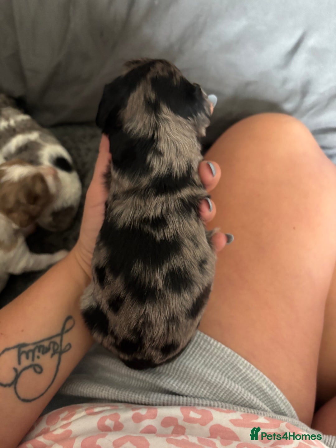 Cockapoo dogs for sale: Merle cockerpoo puppies for sale  - Image 9