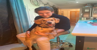 Cockerdor dogs Cocker Retriever aka Cockerdor bundles of joy - Advert 7