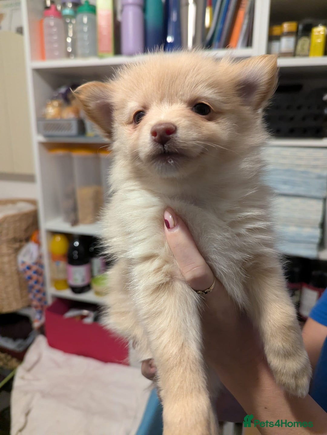 Pomeranian dogs for sale: Beautiful pom puppies - Advert 17