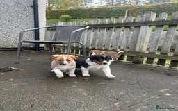 Border Collie dogs for sale: Welsh Red/Tri Coloured Collie Pups For Sale - Image 2