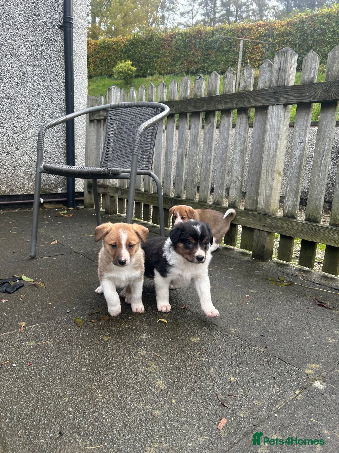 Border Collie dogs for sale: Welsh Red/Tri Coloured Collie Pups For Sale - Image 2
