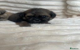 Shih Tzu dogs for sale: KC Shihtzu pups  - Image 13