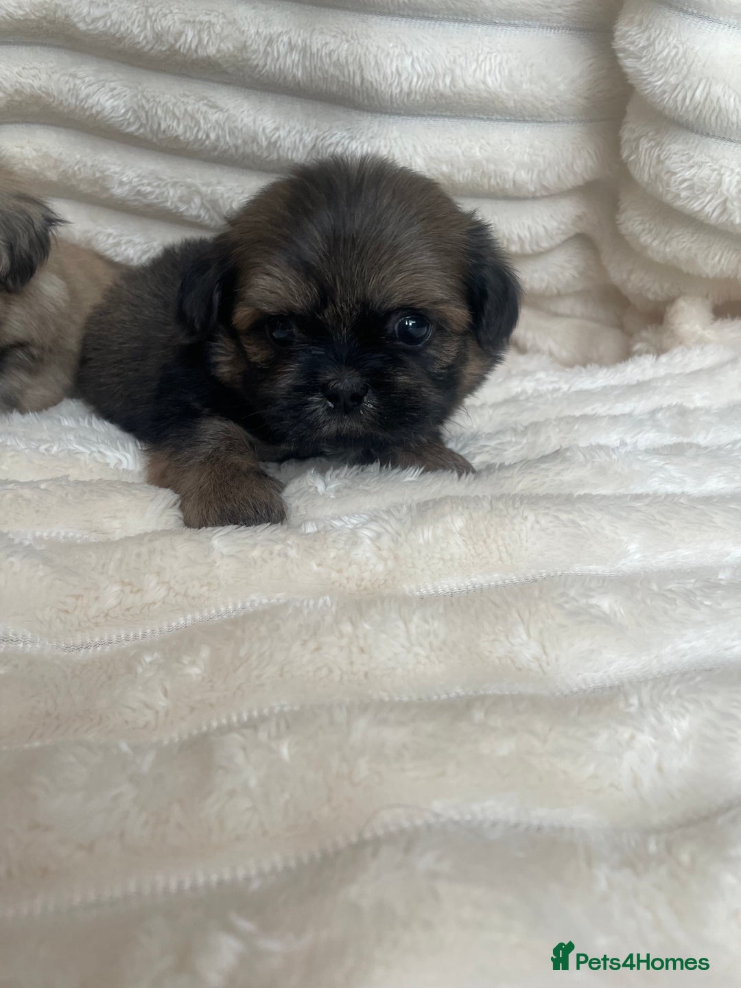 Shih Tzu dogs for sale: KC Shihtzu pups  - Image 13