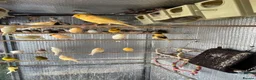 Finches birds for sale: Selling Zebra Finch £10 each - Advert 7