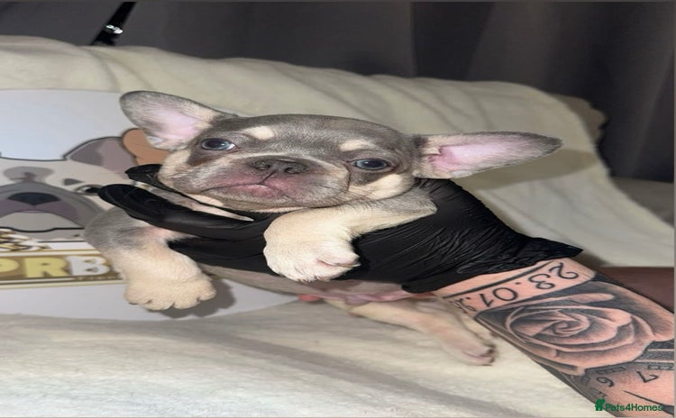 French Bulldog dogs - Advert 4