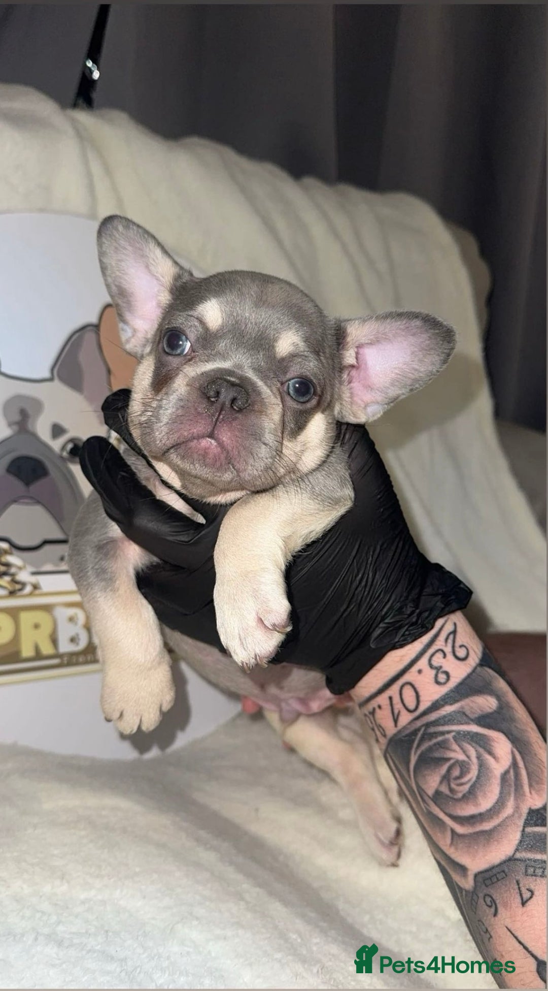 French Bulldog dogs for sale: French Bulldog puppies for sale - Image 7