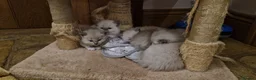 Ragdoll cats for sale: Ragdoll kittens awaiting their forever homes in Cheddar - Advert 4