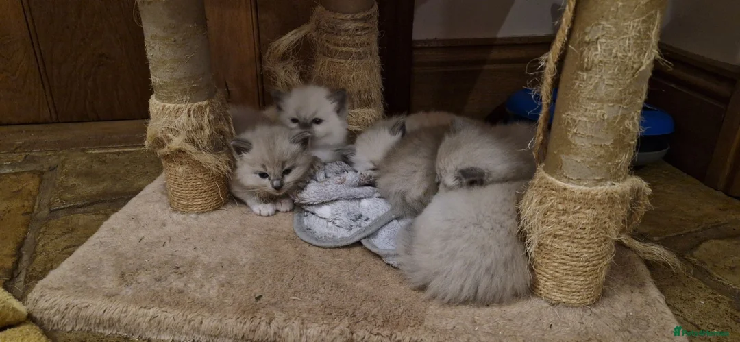 Ragdoll cats for sale: Ragdoll kittens awaiting their forever homes in Cheddar - Advert 4