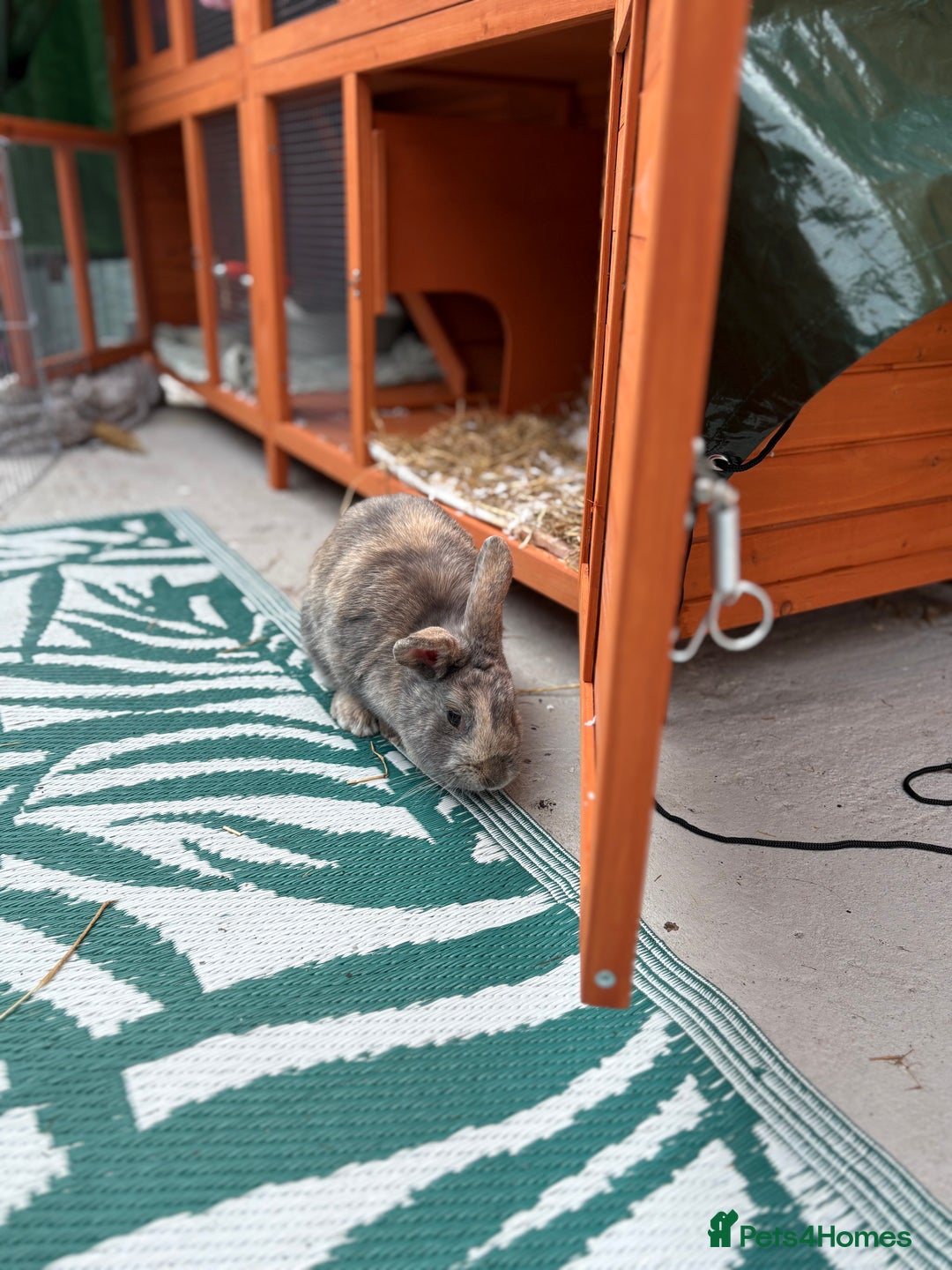 Mixed Breed rabbits for sale: Rabbit for sale - Image 5