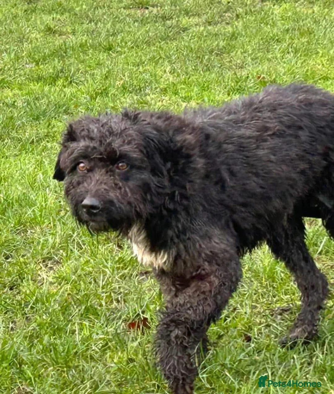 Mixed Breed dogs for adoption: Colby - Norwich Norfolk  in Norwich - Advert 4