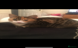 British Shorthair cats for sale: Beautiful female tabby  - Image 1