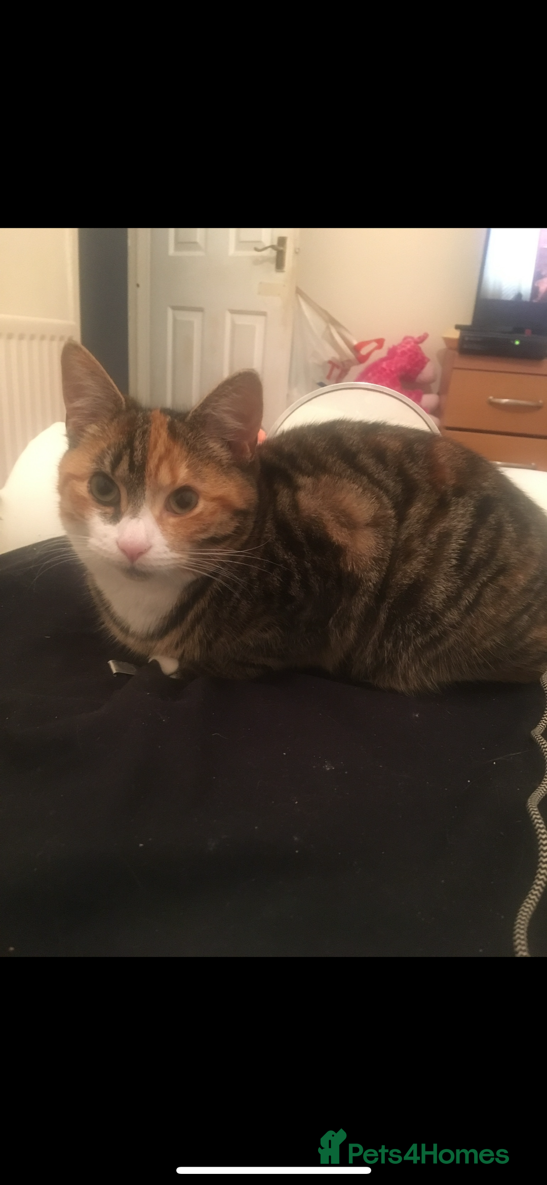 British Shorthair cats for sale: Beautiful female tabby  - Image 1