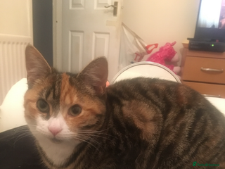 British Shorthair cats for sale - Advert 1