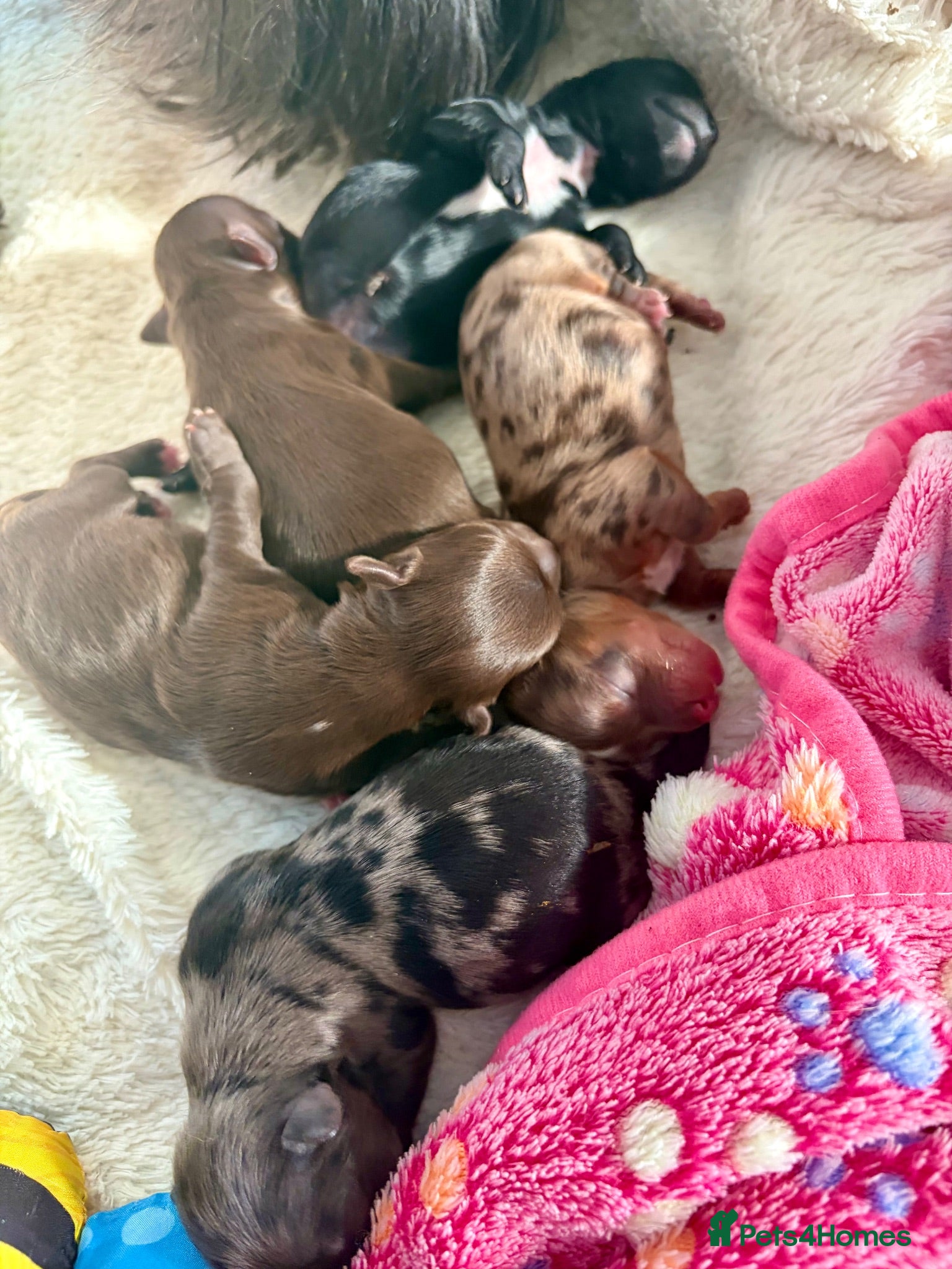 Yorkshire Terrier dogs Stunning Yorkshire terrier puppies 🩵🩷 - Advert 6