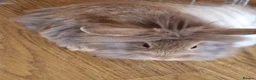 Mini Lion Lop rabbits for sale: Mini Lop x Lionhead babies for sale - Advert 1