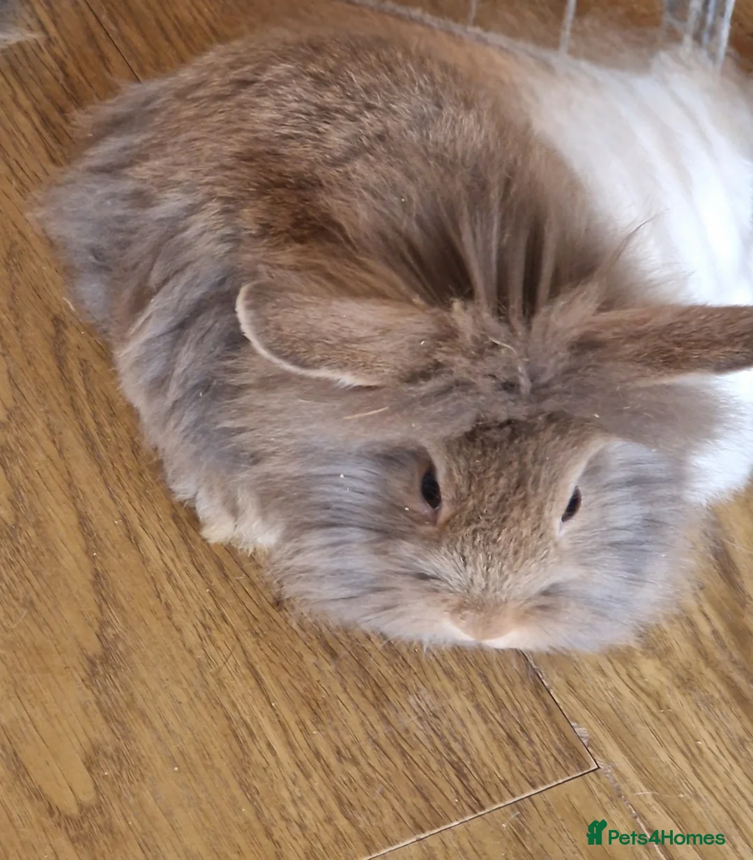 Mini Lion Lop rabbits for sale: Mini Lop x Lionhead babies for sale - Advert 1