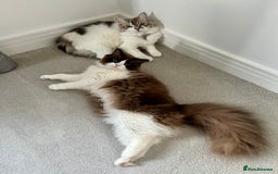 RagaMuffin cats for sale: 2 year old Ragamuffin sisters to loving home - Image 5