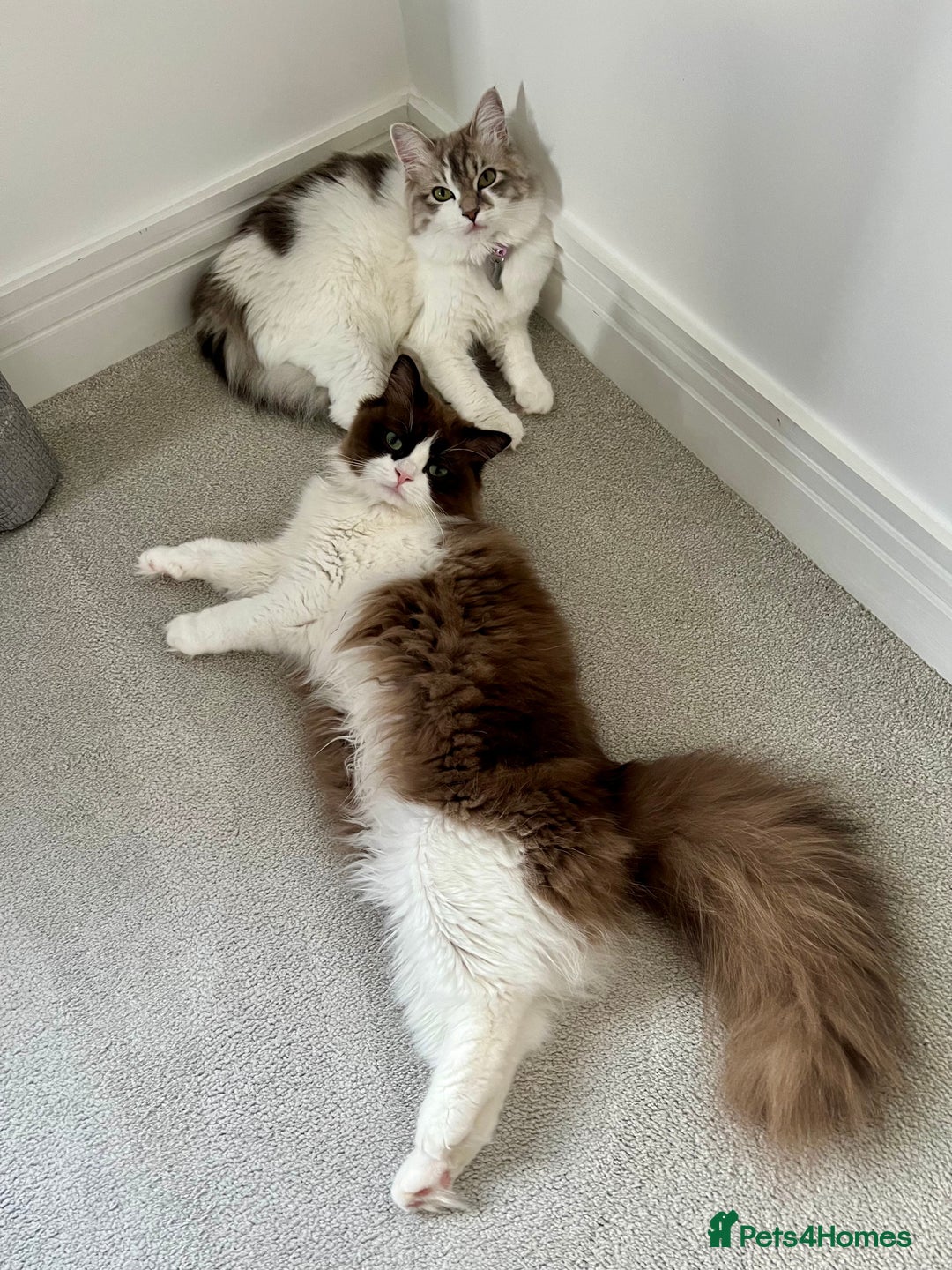 RagaMuffin cats for sale: 2 year old Ragamuffin sisters to loving home - Image 5