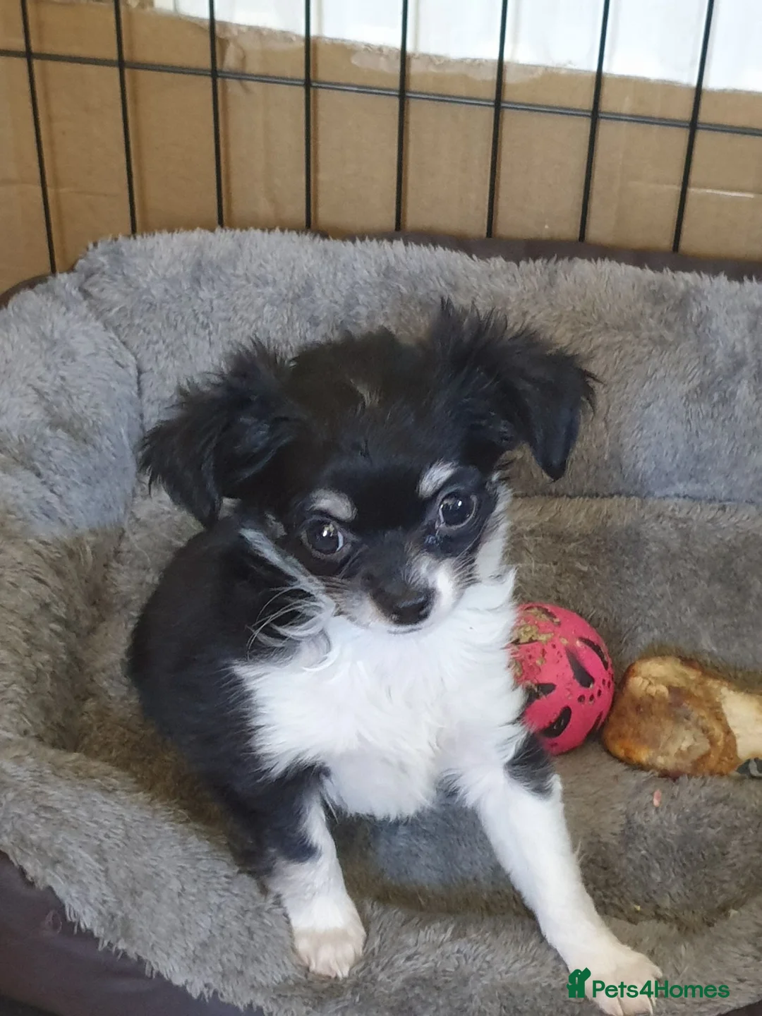 Chihuahua dogs for sale: Chihuahua puppies Lincolnshire  - Advert 8