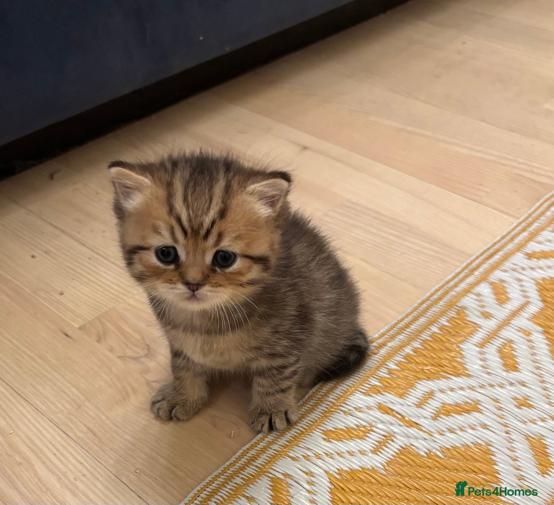 British Shorthair cats for sale: British Shorthair boys  - Advert 16