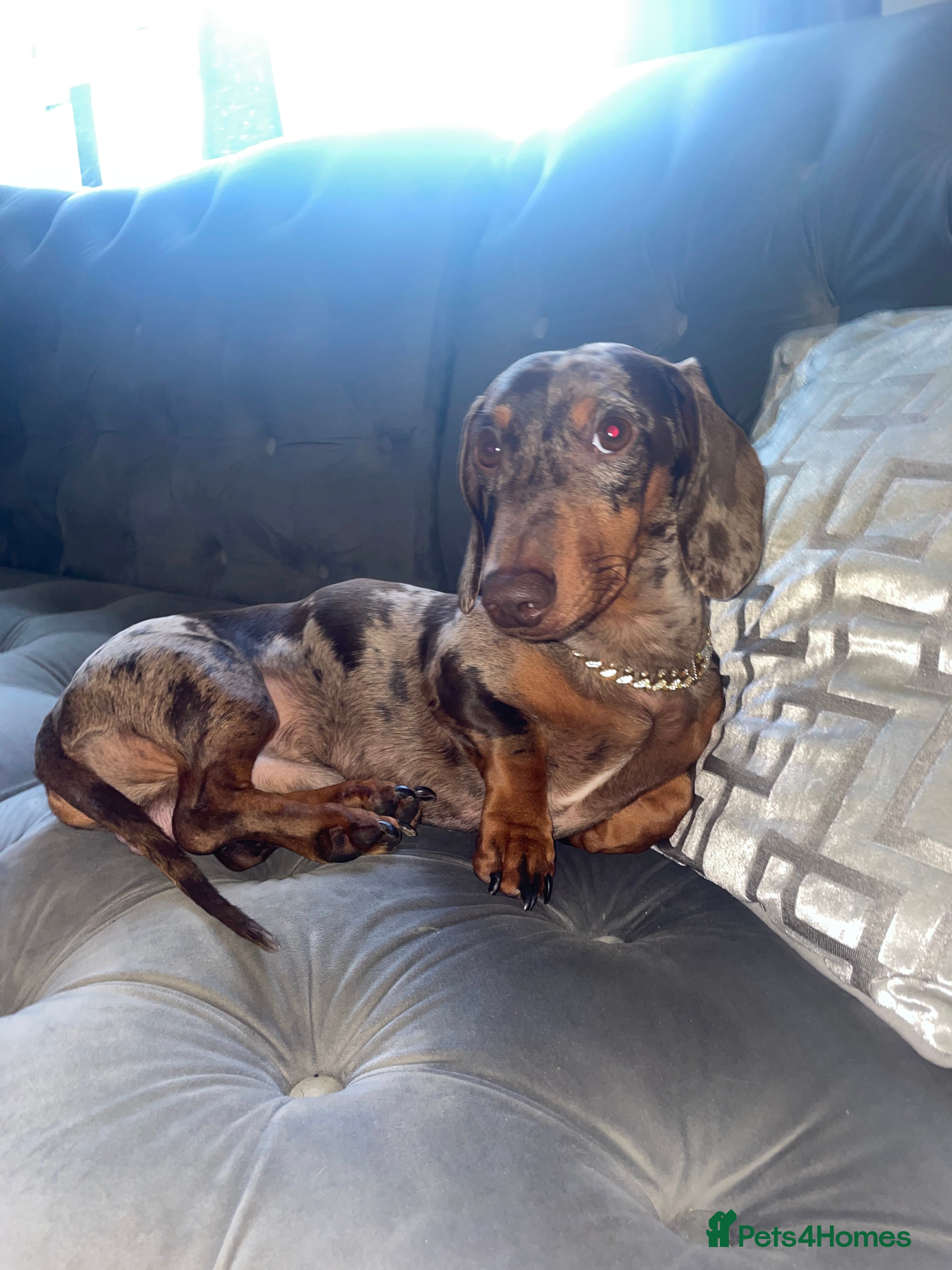 Dachshund dogs Dapple Dachshund for stud - Advert 4