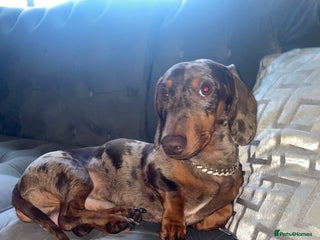 Dachshund dogs - Advert 1