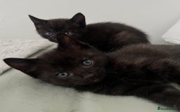 Domestic Shorthair cats for sale: 3 black kittens for sale  - Image 4