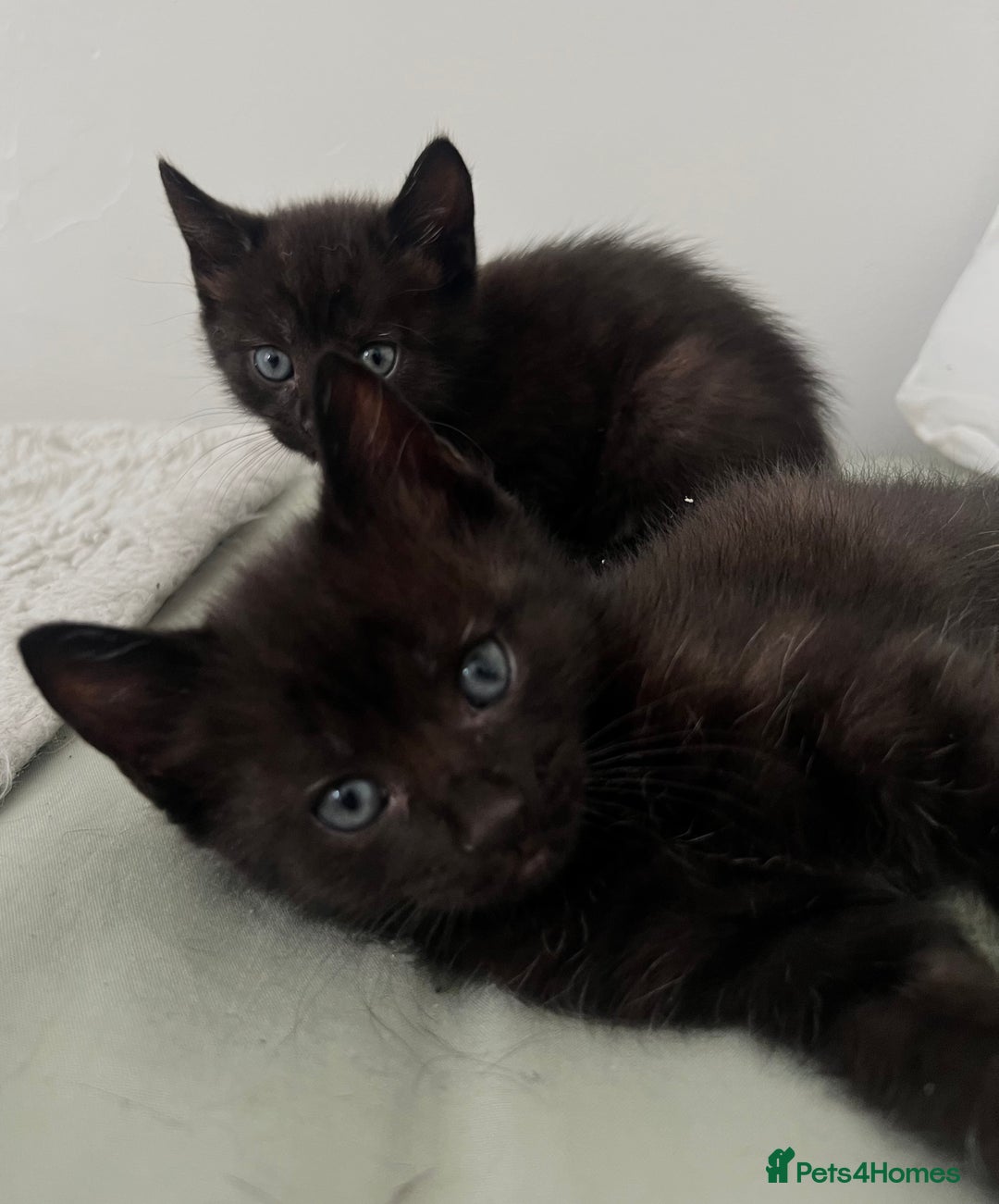 Domestic Shorthair cats for sale: 3 black kittens for sale  - Image 4