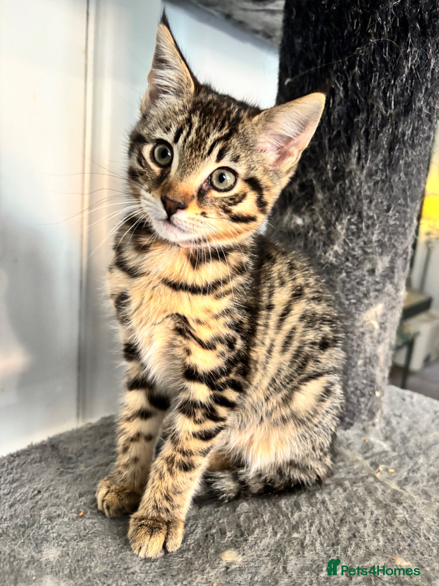 Savannah cats 🔥 Exceptional Savannah F3Kittens Rare Markings 🔥 - Advert 1