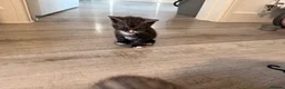 British Shorthair cats for sale: Mixed British short hair Kittens - Advert 7