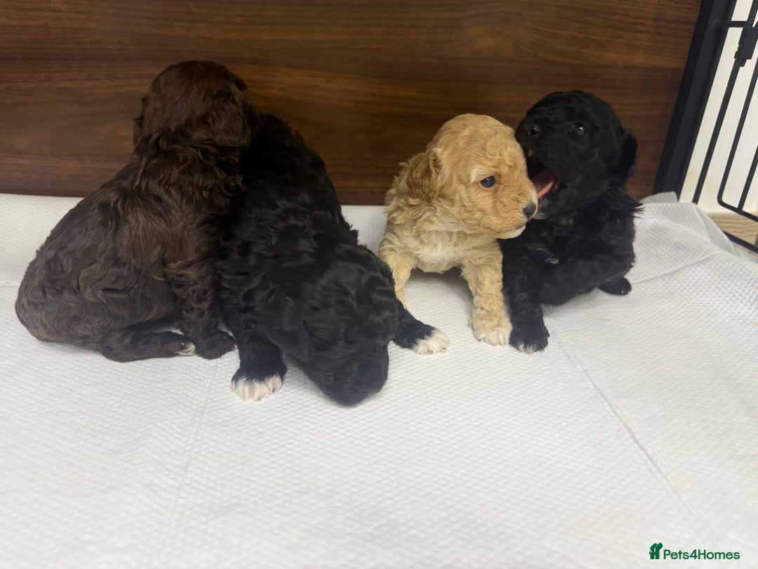 Maltipoo dogs for sale: Toy poodle cross maltipoo puppies little puppies  - Advert 5