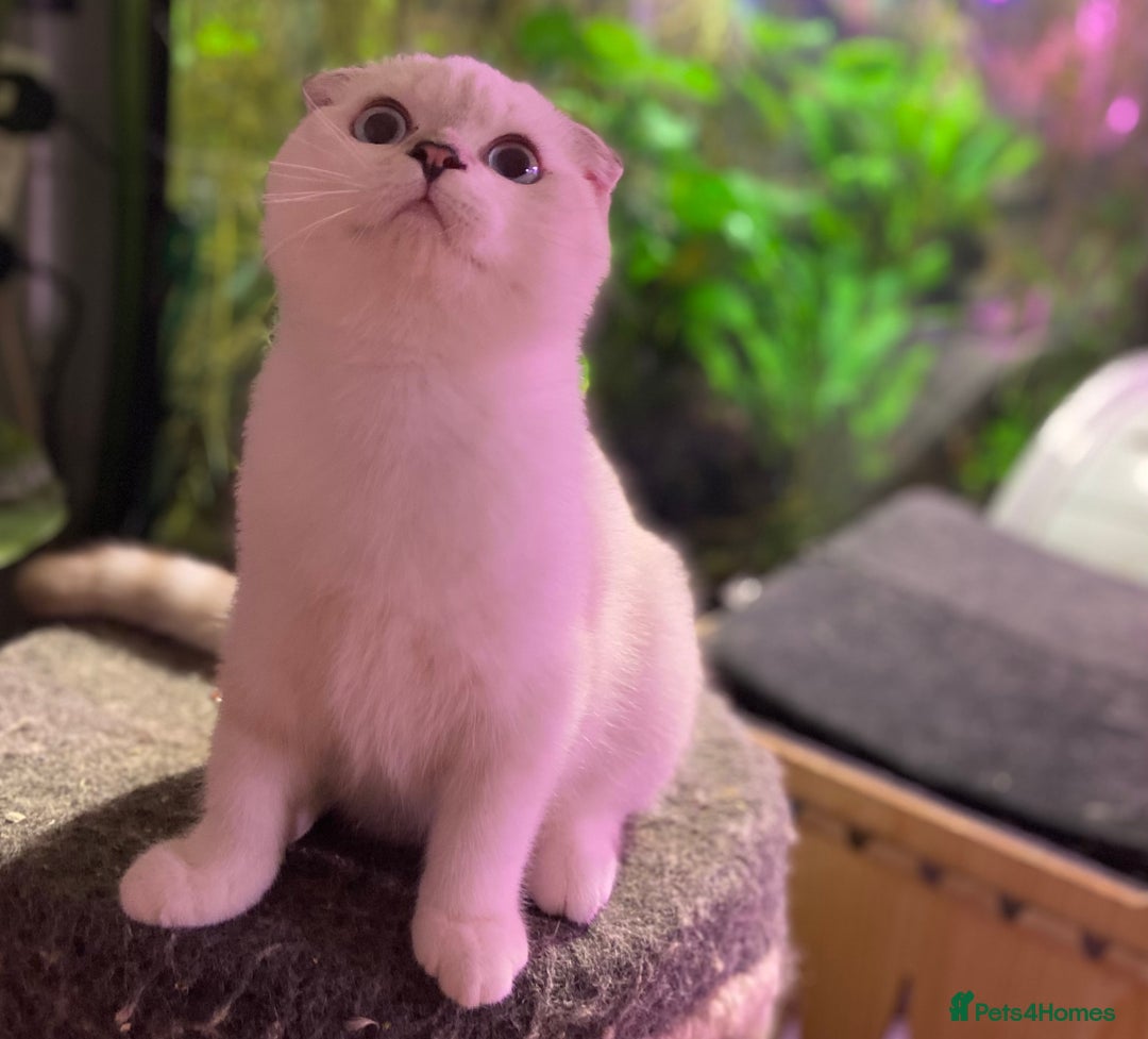 Munchkin cats for sale: Full Pedigree Munchkin kittens - Image 5