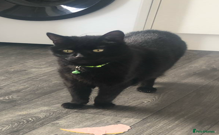 Mixed Breed cats - Advert 2