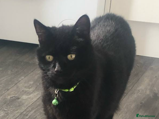 Mixed Breed cats - Advert 6