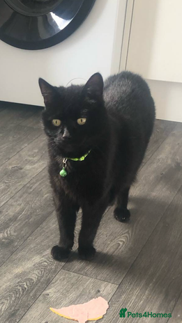 Mixed Breed cats - Advert 6