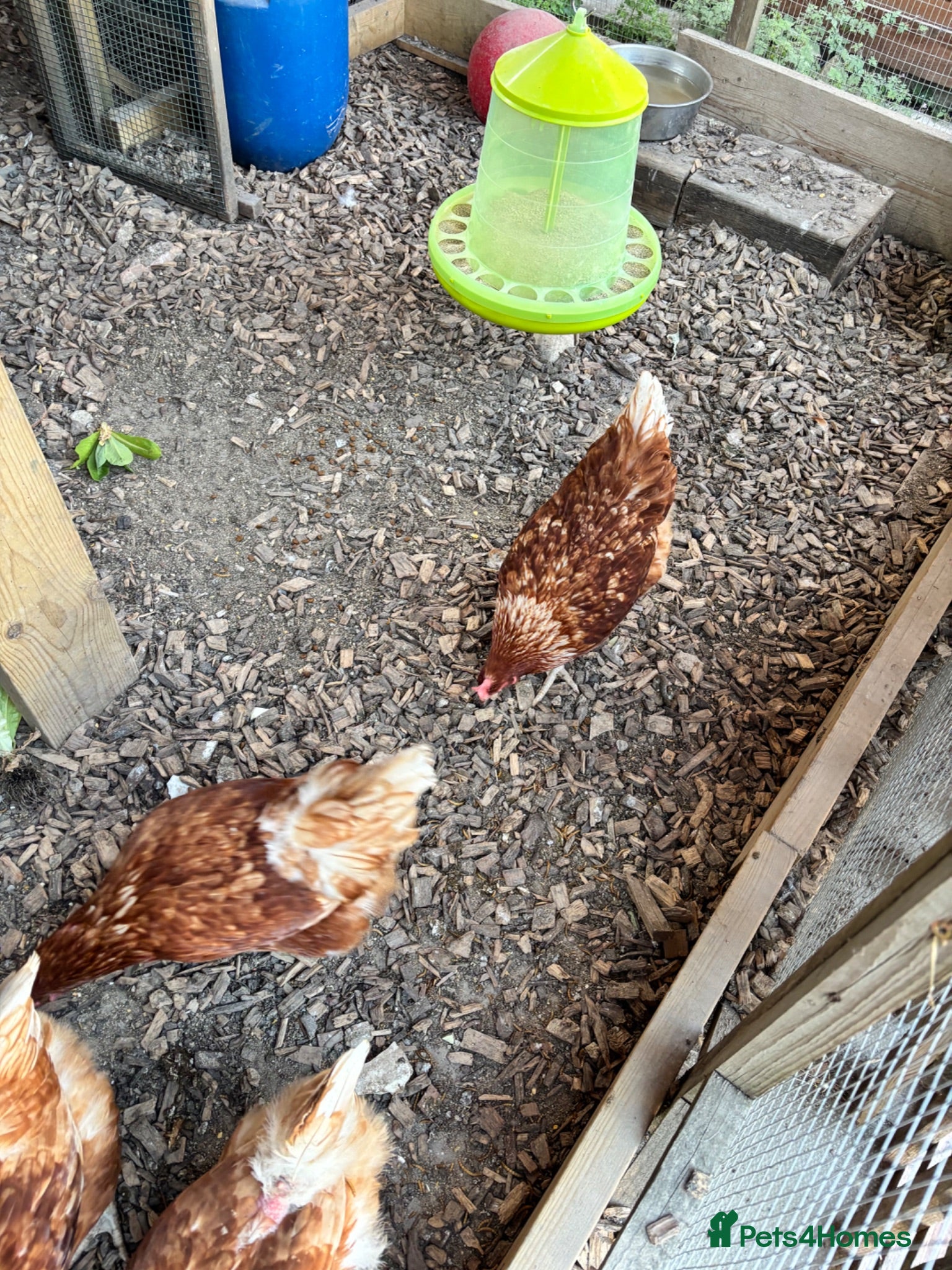 Hens poultry 5 Laying Hens For Sale. - Advert 1